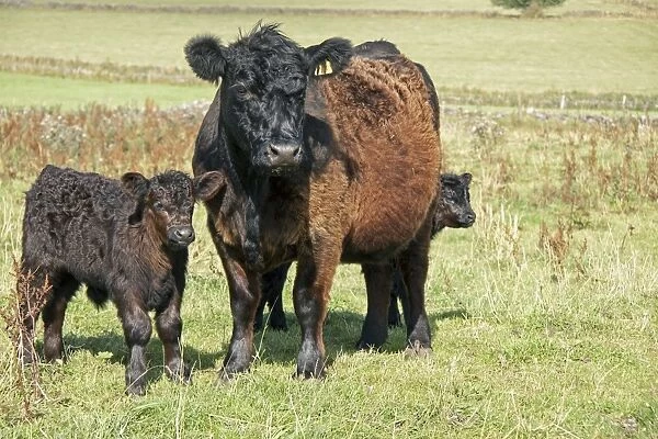 Domestic Cattle, Galloway cow with calves, standing in pasture, England, August