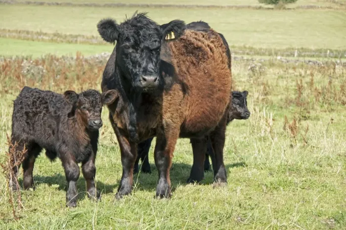 Framed Print : Domestic Cattle, Galloway cow with calves, standing in pasture, England, August Framed Print : Domestic Cattle, Galloway cow with calves, standing in pasture, England, August