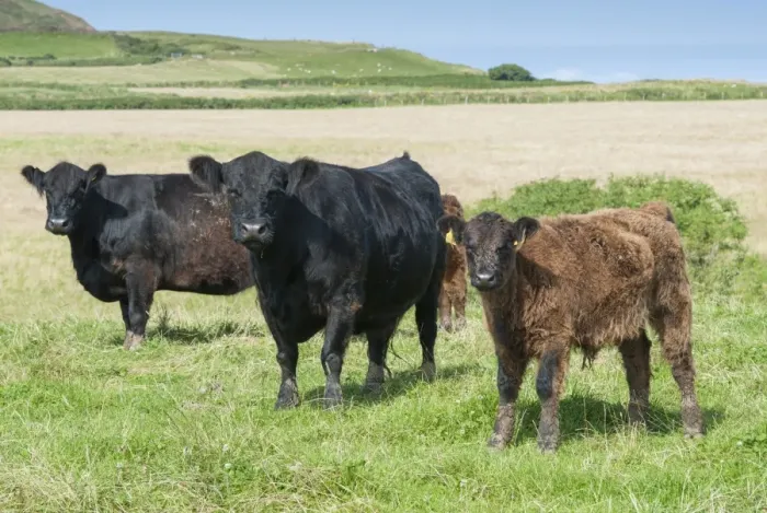 Framed Print : Domestic Cattle, Galloway cows and calves, standing in coastal pasture, Bride, Isle of Man, August Framed Print : Domestic Cattle, Galloway cows and calves, standing in coastal pasture, Bride, Isle of Man, August
