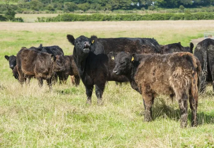 Framed Print : Domestic Cattle, Galloway cows and calves, herd standing in pasture, Bride, Isle of Man, August Framed Print : Domestic Cattle, Galloway cows and calves, herd standing in pasture, Bride, Isle of Man, August
