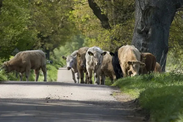 Framed Print : Domestic Cattle, Galloway herd, walking along road and grazing on verge, Dumfries and Galloway, Scotland, May Framed Print : Domestic Cattle, Galloway herd, walking along road and grazing on verge, Dumfries and Galloway, Scotland, May