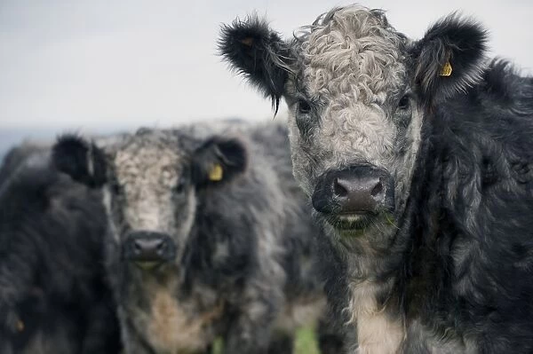 Domestic Cattle, Galloway x Whitebred Shorthorn blue-grey heifers, close-up of heads, standing in upland pasture, England, october