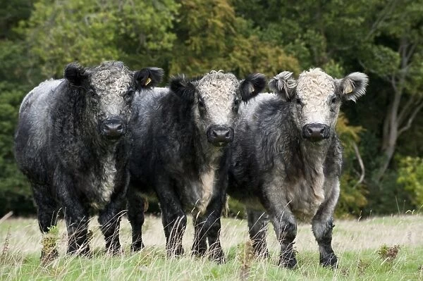 Domestic Cattle, Galloway x Whitebred Shorthorn blue-grey steers, standing in upland pasture, England, october