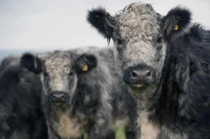 Framed Print : Domestic Cattle, Galloway x Whitebred Shorthorn blue-grey heifers, close-up of heads, standing in upland pasture, England, october Framed Print : Domestic Cattle, Galloway x Whitebred Shorthorn blue-grey heifers, close-up of heads, standing in upland pasture, England, october
