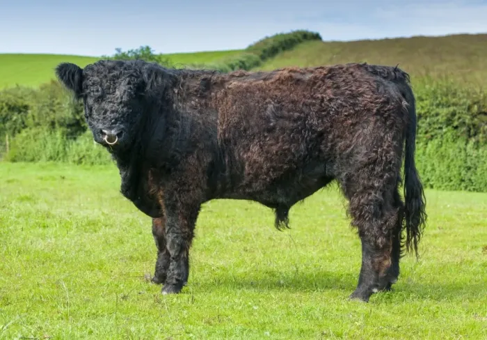 Framed Print : Domestic Cattle, Galloway young bull, standing in pasture, Bride, Isle of Man, August Framed Print : Domestic Cattle, Galloway young bull, standing in pasture, Bride, Isle of Man, August
