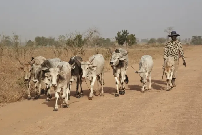 Framed Print : Domestic Cattle, herd with driver, being herded along road to local market, near Toubacouta, Senegal, january Framed Print : Domestic Cattle, herd with driver, being herded along road to local market, near Toubacouta, Senegal, january