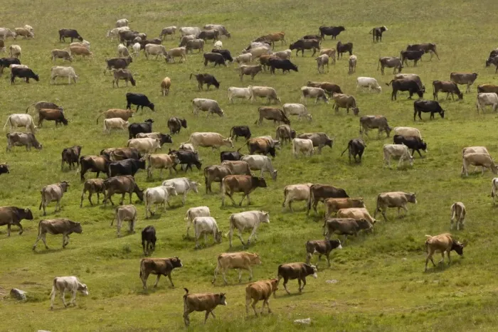 Framed Print : Domestic Cattle, herd, grazing on high pasture, eastern side of Cam Pass (Cam Gecidi), Anatolia, Turkey, July Framed Print : Domestic Cattle, herd, grazing on high pasture, eastern side of Cam Pass (Cam Gecidi), Anatolia, Turkey, July