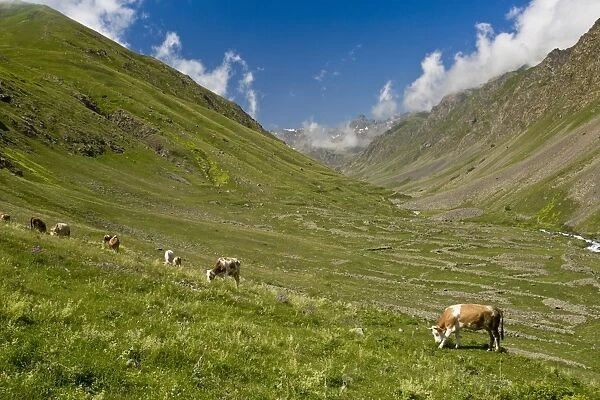 Domestic Cattle, herd grazing in high pastures (Yaylasi), Yaylalar Valley, Kaskar Mountains, Pontic Mountains