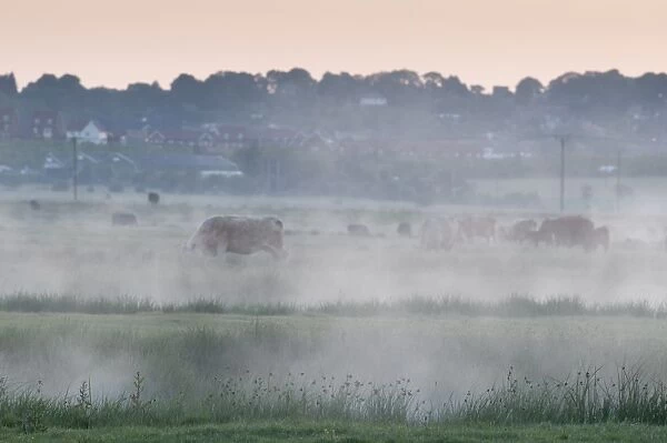 Domestic Cattle, herd grazing on misty coastal grazing marsh at dawn, Elmley Marshes N. N. R
