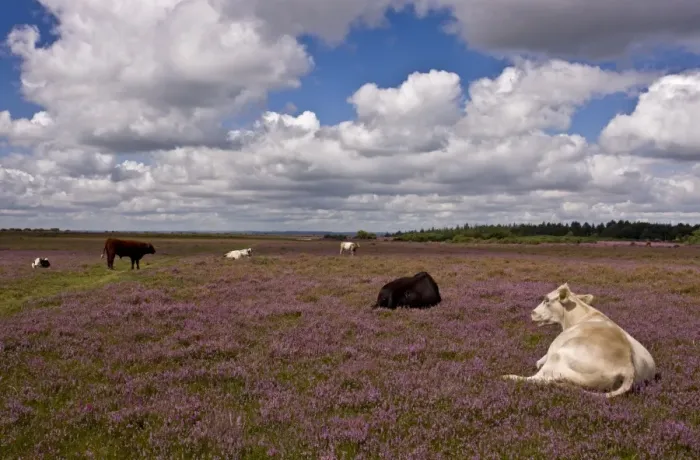 Framed Print : Domestic Cattle, herd grazing and resting on heathland habitat, near Linwood, New Forest, Hampshire, England, august