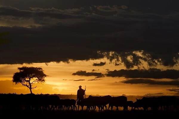 Domestic Cattle, herd, being herded by Masai tribesman, silhouetted at sunset, Masai Mara National Reserve, Kenya