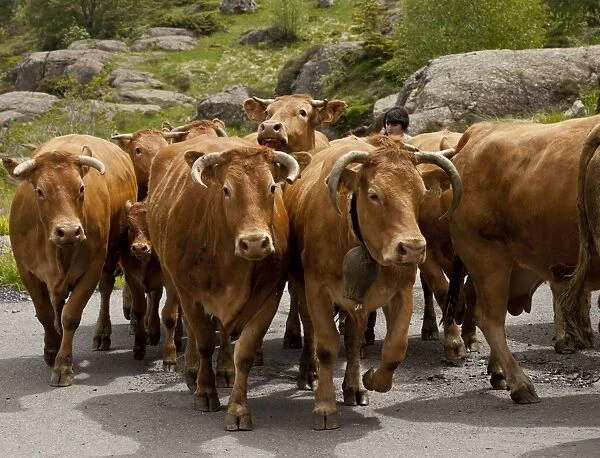 Domestic Cattle, herd being herded along road to high pastures, above Heas Valley, French Pyrenees, France, June