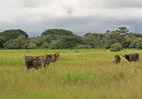 Domestic Cattle, herd standing in lush field, with Barn Swallows (Hirundo rustica erythrogaster) in flight