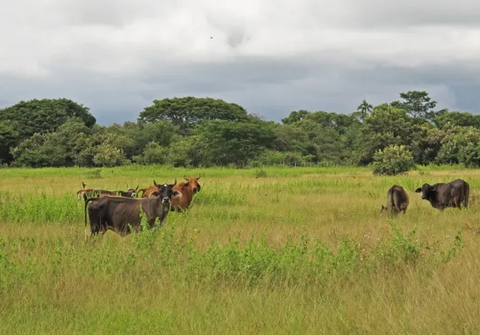 Framed Print : Domestic Cattle, herd standing in lush field, with Barn Swallows (Hirundo rustica erythrogaster) in flight Framed Print : Domestic Cattle, herd standing in lush field, with Barn Swallows (Hirundo rustica erythrogaster) in flight
