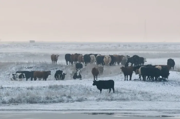 Framed Print : Domestic Cattle, herd standing on snow covered grazing marsh, Isle of Sheppey, Kent, England, january Framed Print : Domestic Cattle, herd standing on snow covered grazing marsh, Isle of Sheppey, Kent, England, january