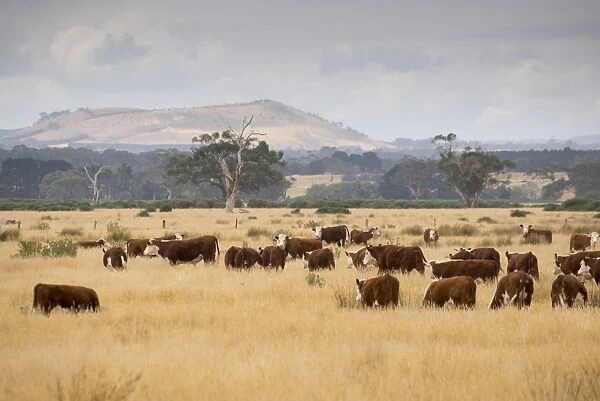Domestic Cattle, Hereford beef herd, grazing in dry grass, Buninyong, Victoria, Australia, February