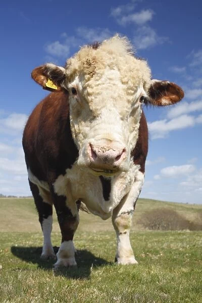 Domestic Cattle, Hereford bull, standing in hill pasture on organic farm, Powys, Wales, april~^