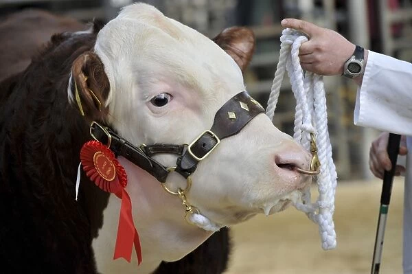 Domestic Cattle, Hereford cow, close-up of head with rosette, in show ring being held on nose ring and halter, England