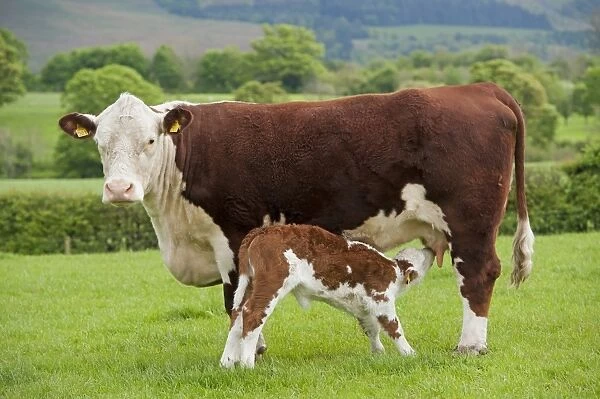 Domestic Cattle, Hereford cow with newborn calf, suckling, standing in pasture, Cumbria, England, May