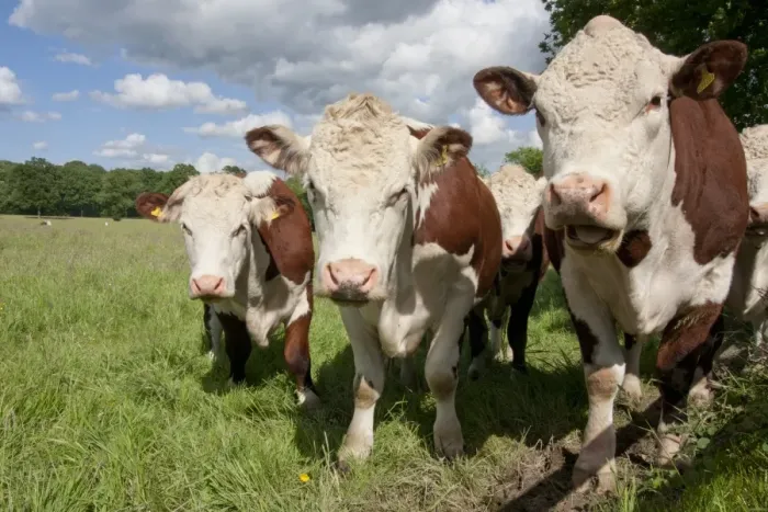 Framed Print : Domestic Cattle, Hereford cows, herd standing in pasture, Dunsfold Rhys, High Street Green, Chiddingfold, Surrey Framed Print : Domestic Cattle, Hereford cows, herd standing in pasture, Dunsfold Rhys, High Street Green, Chiddingfold, Surrey