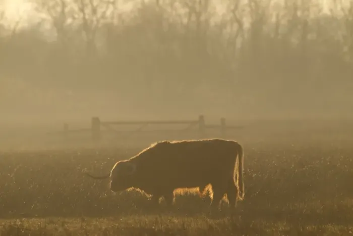 Framed Print : Domestic Cattle, Highland bull, backlit at sunset, used for conservation grazing management on wetland reserve Framed Print : Domestic Cattle, Highland bull, backlit at sunset, used for conservation grazing management on wetland reserve