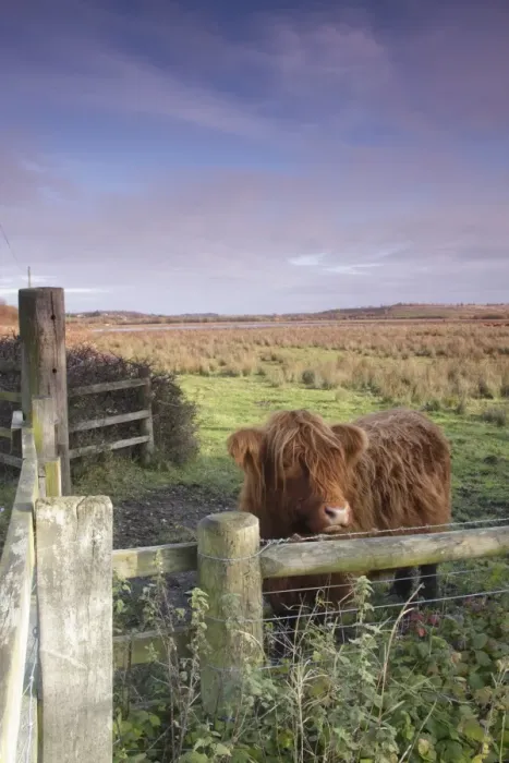 Framed Print : Domestic Cattle, Highland calf, standing beside fence at edge of marshland, Fairburn Ings RSPB Reserve, West Yorkshire Framed Print : Domestic Cattle, Highland calf, standing beside fence at edge of marshland, Fairburn Ings RSPB Reserve, West Yorkshire