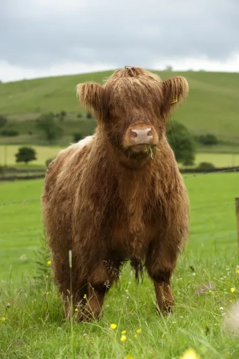 Framed Print : Domestic Cattle, Highland Cattle, yearling steer, with wet coat, grazing in upland pasture, England, july Framed Print : Domestic Cattle, Highland Cattle, yearling steer, with wet coat, grazing in upland pasture, England, july