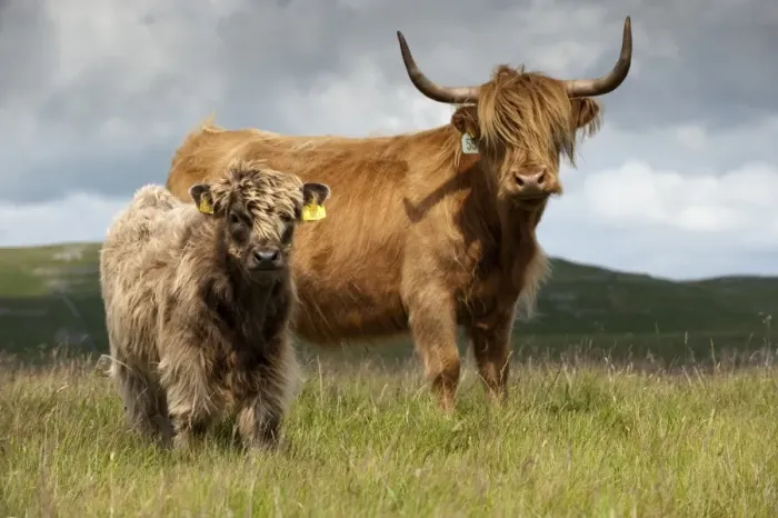Framed Print : Domestic Cattle, Highland Cattle, cow with calf, standing on moorland, England, july Framed Print : Domestic Cattle, Highland Cattle, cow with calf, standing on moorland, England, july