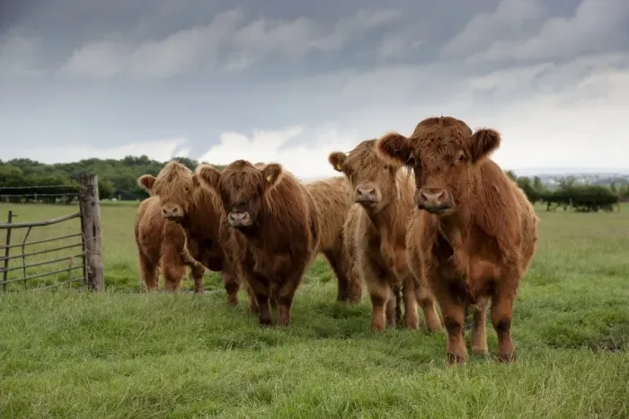 Framed Print : Domestic Cattle, Highland Cattle, beef herd, standing in pasture, Bradford, West Yorkshire, England, july Framed Print : Domestic Cattle, Highland Cattle, beef herd, standing in pasture, Bradford, West Yorkshire, England, july