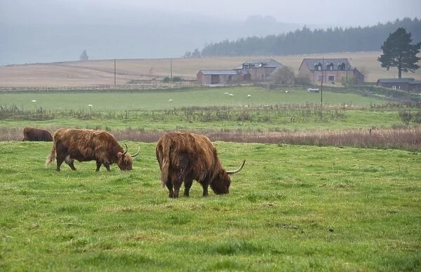 Domestic Cattle, Highland Cattle, cows grazing on pasture, Loch of Kinnordy RSPB Nature Reserve, Kingoldrum, Angus, Scotland, november