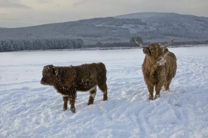 Framed Print : Domestic Cattle, Highland Cattle, cow and calf standing in snow covered pasture, Dumfries and Galloway, Scotland, december Framed Print : Domestic Cattle, Highland Cattle, cow and calf standing in snow covered pasture, Dumfries and Galloway, Scotland, december