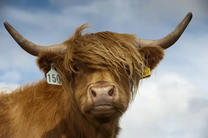Framed Print : Domestic Cattle, Highland Cattle, cow, close-up of head, on moorland, England, july Framed Print : Domestic Cattle, Highland Cattle, cow, close-up of head, on moorland, England, july