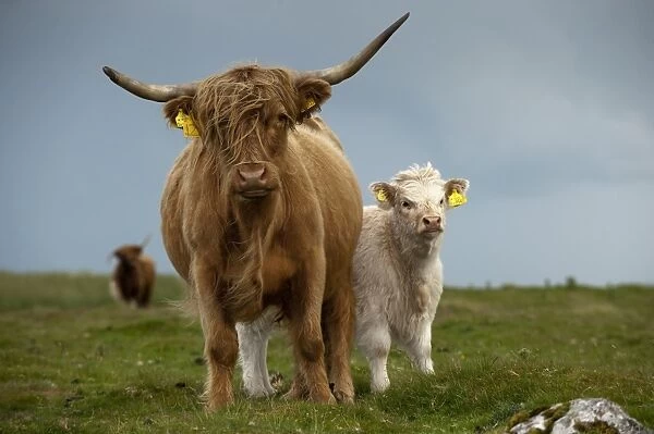 Domestic Cattle, Highland Cattle, cow with white crossbreed calf, standing on moorland, England, july