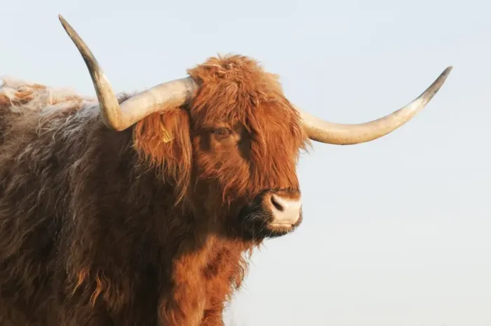Framed Print : Domestic Cattle, Highland Cattle, cow, close-up of head, on grazing marsh, Oare Marshes Nature Reserve Framed Print : Domestic Cattle, Highland Cattle, cow, close-up of head, on grazing marsh, Oare Marshes Nature Reserve