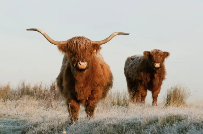 Framed Print : Domestic Cattle, Highland Cattle, cow and calf, standing on frost covered grazing marsh at dawn Framed Print : Domestic Cattle, Highland Cattle, cow and calf, standing on frost covered grazing marsh at dawn
