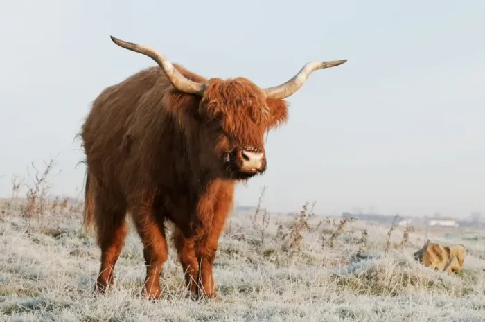 Framed Print : Domestic Cattle, Highland Cattle, cow, standing on frost covered grazing marsh at dawn, Oare Marshes Nature Reserve Framed Print : Domestic Cattle, Highland Cattle, cow, standing on frost covered grazing marsh at dawn, Oare Marshes Nature Reserve
