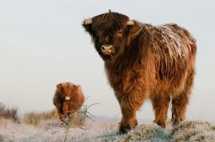 Framed Print : Domestic Cattle, Highland Cattle, calf and cow, standing on frost covered grazing marsh at dawn Framed Print : Domestic Cattle, Highland Cattle, calf and cow, standing on frost covered grazing marsh at dawn