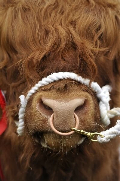 Domestic Cattle, Highland Cattle, bull, close-up of head, with ring through nose