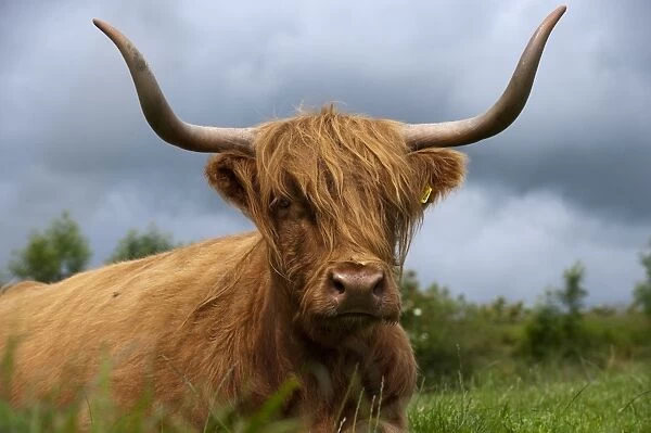 Domestic Cattle, Highland Cattle, cow, close-up of head, resting in pasture, England, july