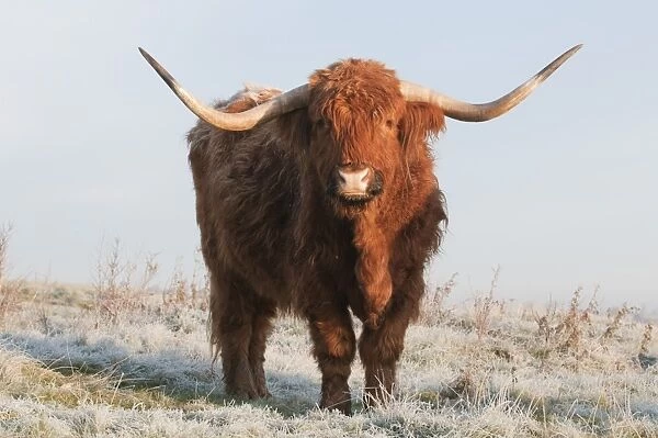Domestic Cattle, Highland Cattle, cow, standing on frost covered grazing marsh at dawn, Oare Marshes Nature Reserve
