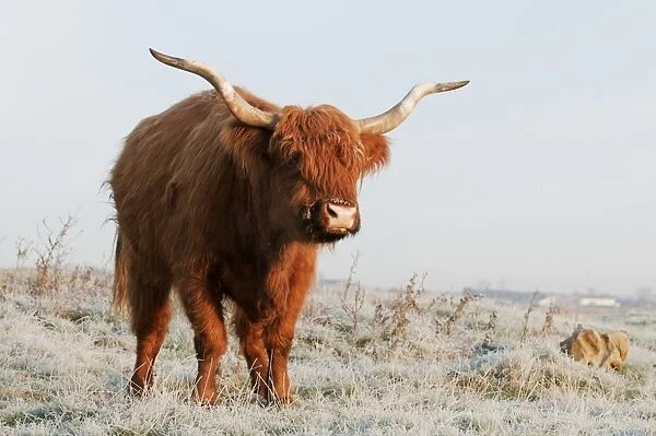 Domestic Cattle, Highland Cattle, cow, standing on frost covered grazing marsh at dawn, Oare Marshes Nature Reserve