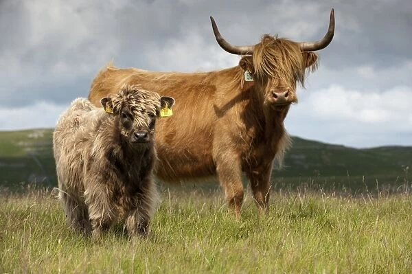 Domestic Cattle, Highland Cattle, cow with calf, standing on moorland, England, july