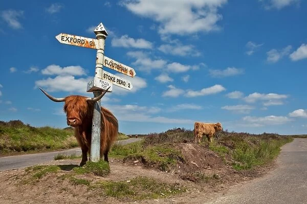 Domestic Cattle, Highland Cattle, cow and calf, standing beside direction signpost, Porlock Post Junction, Exmoor