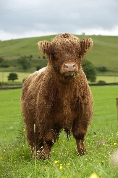 Domestic Cattle, Highland Cattle, yearling steer, with wet coat, grazing in upland pasture, England, july
