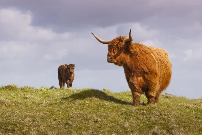 Framed Print : Domestic Cattle, Highland cow and calf, standing in moorland, North Uist, Outer Hebrides, Scotland, May Framed Print : Domestic Cattle, Highland cow and calf, standing in moorland, North Uist, Outer Hebrides, Scotland, May