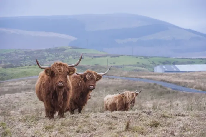 Framed Print : Domestic Cattle, Highland cows, standing on hill farm, Ponterwyd, Cambrian Mountains, Ceredigion, Mid Wales, December Framed Print : Domestic Cattle, Highland cows, standing on hill farm, Ponterwyd, Cambrian Mountains, Ceredigion, Mid Wales, December