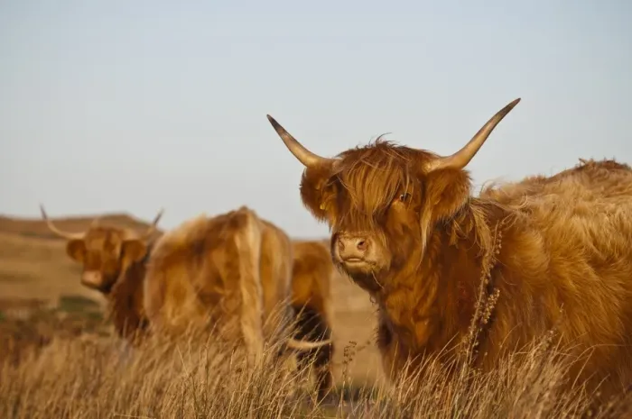 Framed Print : Domestic Cattle, Highland cows, standing in moorland, Ardfin Estate, Isle of Jura, Inner Hebrides, Scotland Framed Print : Domestic Cattle, Highland cows, standing in moorland, Ardfin Estate, Isle of Jura, Inner Hebrides, Scotland