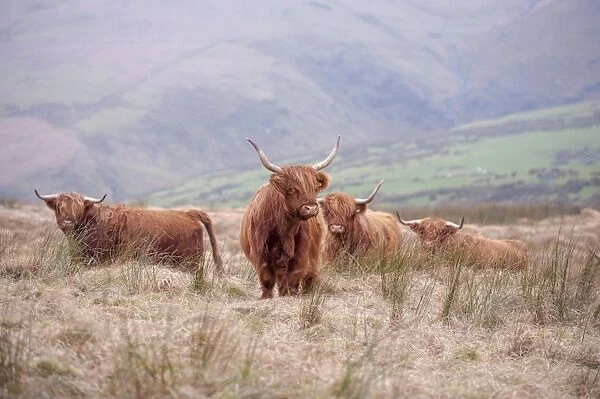 Domestic Cattle, Highland cows, standing on hill farm, Ponterwyd, Cambrian Mountains, Ceredigion, Mid Wales, December