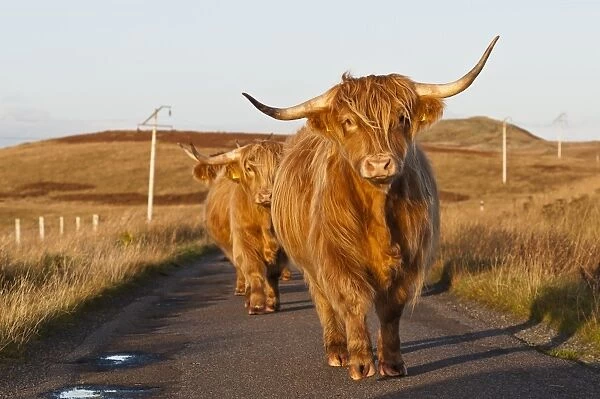 Domestic Cattle, Highland cows, walking on road in moorland, Ardfin Estate, Isle of Jura, Inner Hebrides, Scotland