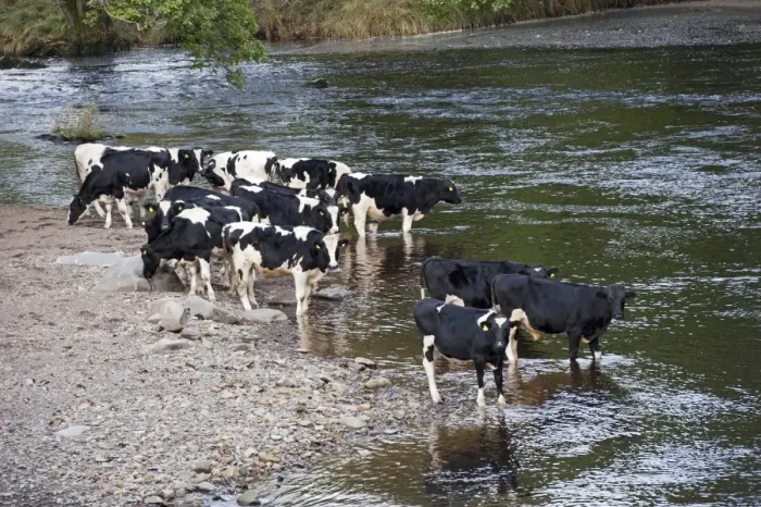 Framed Print : Domestic Cattle, Holstein bullocks, herd drinking and standing in river, River Rawthey, near Sedbergh, Cumbria Framed Print : Domestic Cattle, Holstein bullocks, herd drinking and standing in river, River Rawthey, near Sedbergh, Cumbria